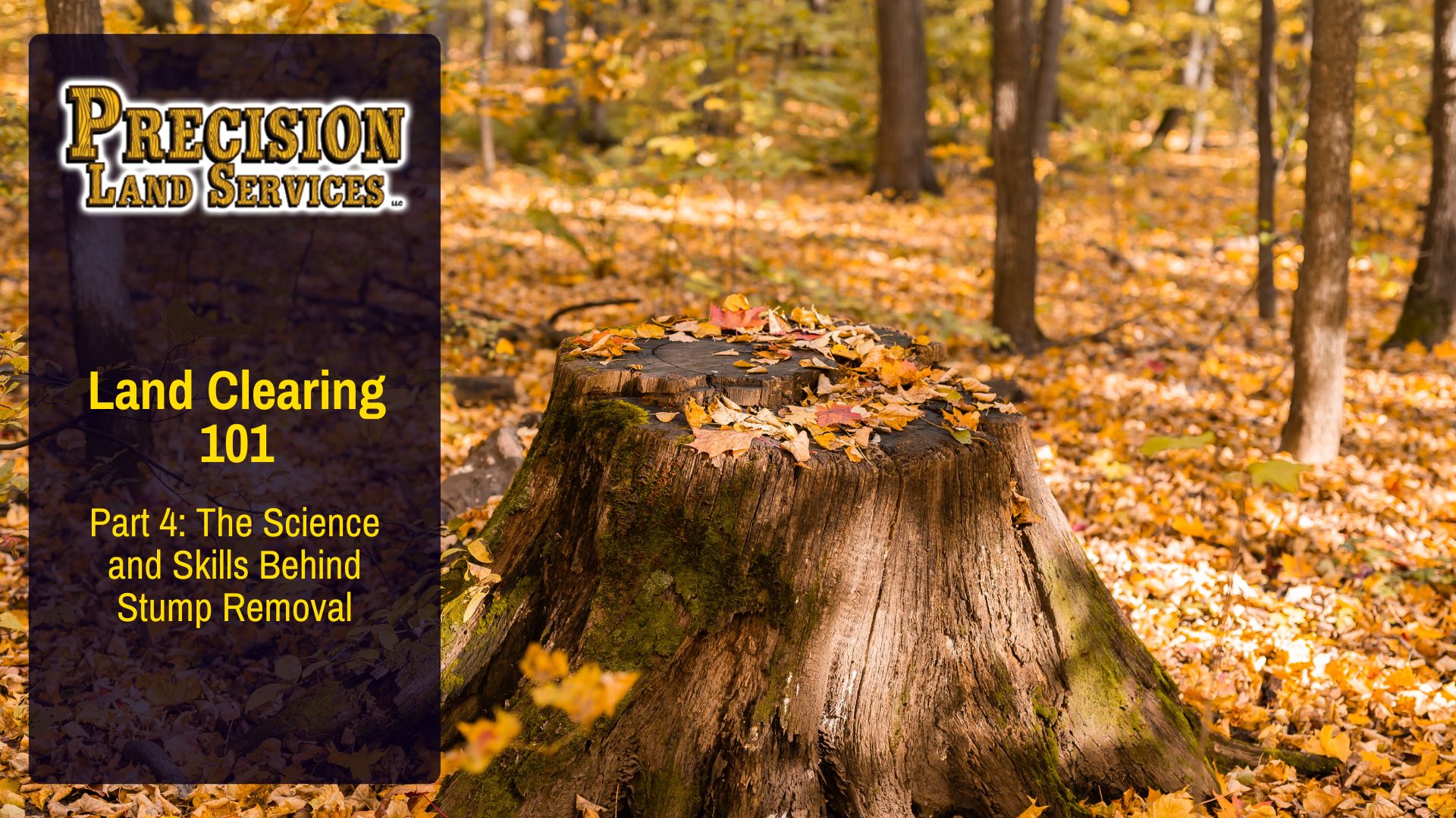 Part 4: The Science and Skills Behind Stump Removal